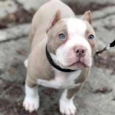 Pit bull breeders make a huge difference in the quality of a puppy. 3 Best Pitbull Breeders In Pennsylvania 2021 We Love Doodles