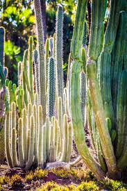 Cactus Garden Tall Cactus Desert Wall