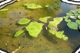 How to Maintain and Care for a Pond - Dengarden
