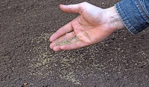 gr seed germinate on top of soil