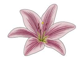how to draw a lily design