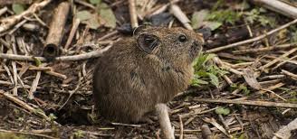 It borders the tibet autonomous region of china in the north and northeast, bhutan in the east, nepal in the west, and west bengal in the south. A New Pika Species Discovered In Sikkim India S Endangered