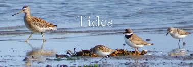 Tides Maine Birding Trail