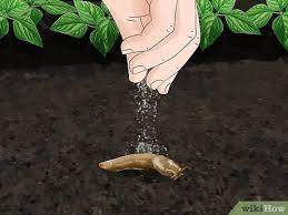 killing garden slugs with salt how to