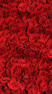 nb79 rose red pattern flower wallpaper