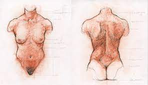 Without an understanding of anatomy, your drawings will always feel like there's something wrong. Figurative Practise Perfect Drawing The Torso With Jake Spicer How To Artists Illustrators Original Art For Sale Direct From The Artist