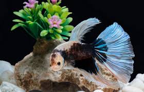 do betta fish recognize and interact