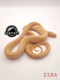 albino carpet python pets gumtree