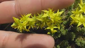 mossy stonecrop goldmoss sedum