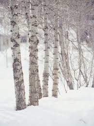 To Paint Birch Trees With Acrylic Paint