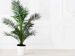 How To Grow Palm Trees Inside