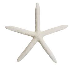Starfish Shell Beach Decor 1 Piece Per