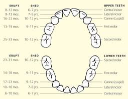 Primary Teeth Tooth Development And Identification Charts