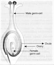 Female reproductive part which traps pollen grains; Draw A Diagram Of The Longitudinal Section Of A Flower Exhibiting Germination Of Pollen On Stigma And Label Sarthaks Econnect Largest Online Education Community
