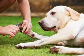 nails when the dog is scared of clippers