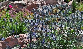 betty ford alpine gardens grows high in