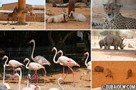    best Al Ain Wildlife Zoo images on Pinterest   Wildlife  Zoos     Nashville Pet Finders argumentative essay for esl students video