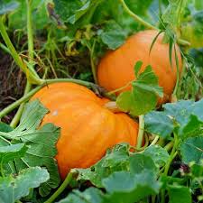 Pumpkin Plant Tips How To Grow A Pumpkin