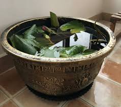 non porous pot water lily bowl