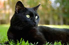 Czarne koty i psy czekają na adopcję… dłużej. | Kar-Ma.pl