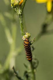 Scarab Caterpillar Crawls On Poisonous
