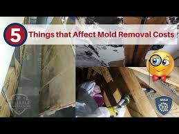 How Much Does Mold Remediation Cost