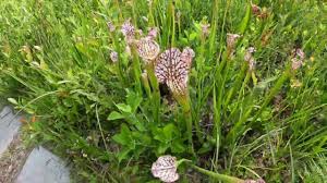 stanley rehder carnivorous plant garden