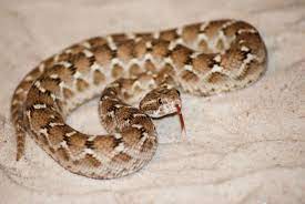 10 saw scaled viper facts fact