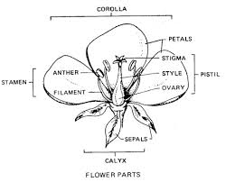 Most flowers have four main parts: 14 Botanical Terms For Flower Anatomy Awkward Botany