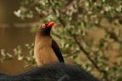 Bird watching in Mikumi National Park - Shadows Of Africa