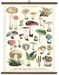 Mushrooms Vintage Style School Chart