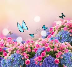 garden of pink roses blue hydrangeas