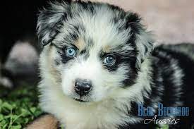 Maybe you would like to learn more about one of these? Blue Buckaroo Mini Aussies Miniature Australian Shepherd Puppies Mini Australian Shepherd Puppies For Sale Nashville Tn