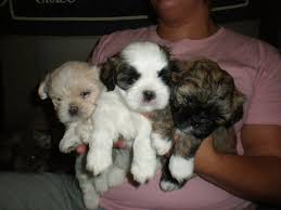 Teddy bear puppies (zuchon) puppies available in the midwest (near omaha, ne)! Myteddybearpups Com Home Facebook