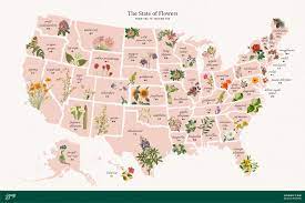 the 50 u s state flowers list images