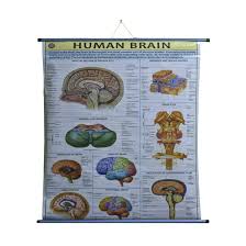 Craftwaft Rollup Chart Human Brain Wall Hanging Pipe