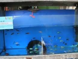 Reasons for owning an aquarium. Shalimar Fish Aquarium Pet Shop Shalimar Garden Extention 2 Pet Shops In Sahibabad Delhi Justdial