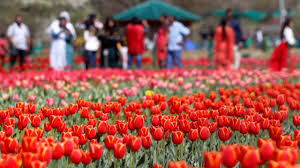 kashmir tulip festival trip 2024