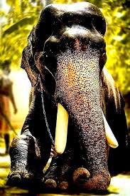 mangalamkunnu karnan kerala elephant