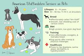 Despite its tough look, the american staffordshire terrier is affectionate and loving. American Staffordshire Terrier Full Profile History And Care