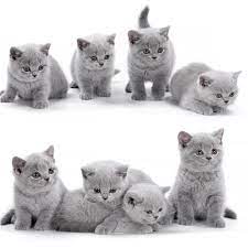 Our goal is to produce exotic british shorthair kittens for adoption that are not only unique and beautiful, but healthy and happy as well. British Shorthair Kittens For Sale British Shorthair Cat Buy British Shorthair Kittens