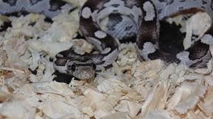 Anery Corn Snake Facts Info Care
