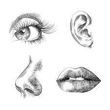 hand drawn sketches eye ear nose lips