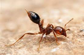 home remes for killing fire ants