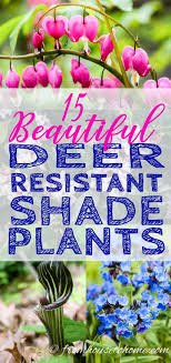 Match the words from the two columns(соотнесите слова из двух колонок) 1. Deer Resistant Shade Plants 15 Beautiful Perennials And Shrubs That Deer Hate Gardening From House To Home