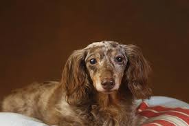 long haired miniature dachshund facts