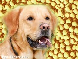 can dogs eat amaranth dog leash pro
