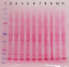 ponceau s staining solution supplier