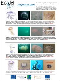 How To Identify Common Jellyfish Id Charts Loneswimmer