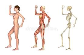 Explore the anatomy systems of the human body! Anatomical Stock Illustrations 76 122 Anatomical Stock Illustrations Vectors Clipart Dreamstime